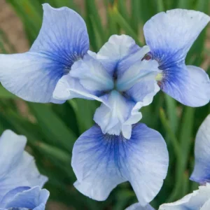 Siberian Iris Sky Mirror, Iris Sibirica Sky Mirror, Siberian flag Sky Mirror, blue flowers, blue siberian iris, blue iris