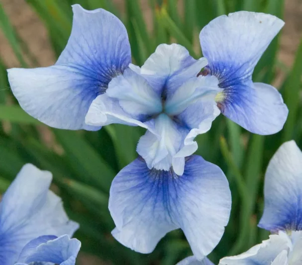 Siberian Iris Sky Mirror, Iris Sibirica Sky Mirror, Siberian flag Sky Mirror, blue flowers, blue siberian iris, blue iris