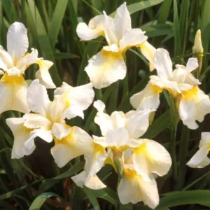 Siberian Iris Butter and Suga growing information, Iris Siberica Butter and Suga growing information, Siberian flag Butter and Suga growing information, Yellow Siberian Irises