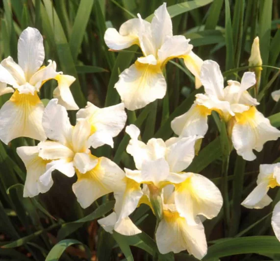 Siberian Iris Butter and Suga growing information, Iris Siberica Butter and Suga growing information, Siberian flag Butter and Suga growing information, Yellow Siberian Irises