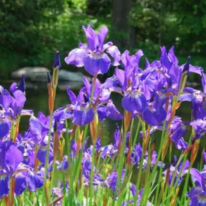 Siberian Iris Caesar's Brother growing information, Iris Siberica Caesar's Brother growing information, Siberian flag Caesar's Brother growing information