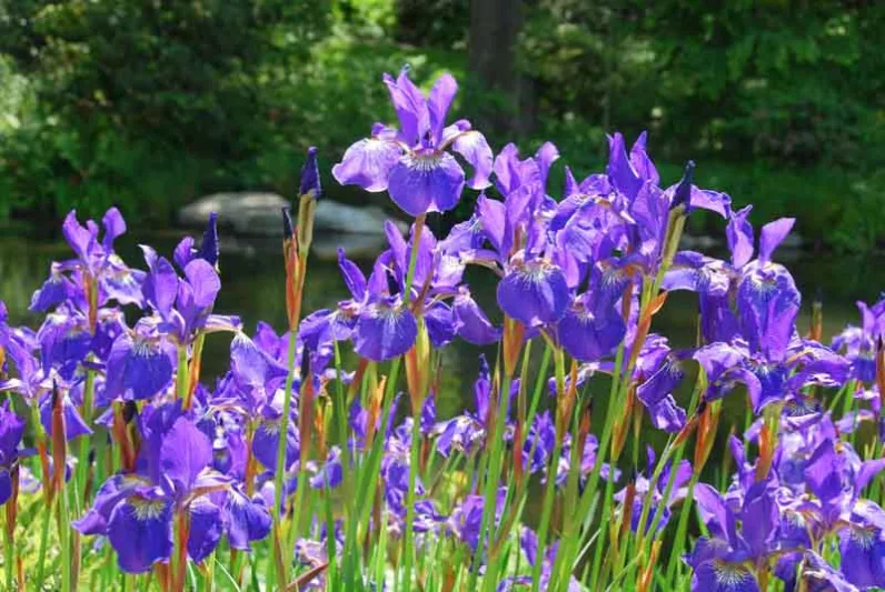 Siberian Iris Caesar's Brother growing information, Iris Siberica Caesar's Brother growing information, Siberian flag Caesar's Brother growing information