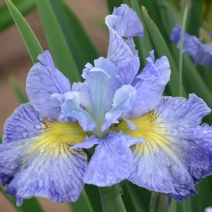 Siberian Iris Cape Cod Boys, Iris Sibirica Cape Cod Boys, Siberian flag Blueberry Fair, Blue Flowers, Blue Iris, Blue Siberian iris