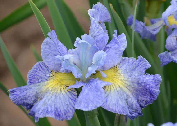 Siberian Iris Cape Cod Boys, Iris Sibirica Cape Cod Boys, Siberian flag Blueberry Fair, Blue Flowers, Blue Iris, Blue Siberian iris