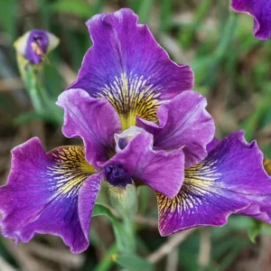 Siberian Iris Charming Billy, Iris Sibirica Charming Billy, Siberian flag Charming Billy, Purple Flowers, Purple Iris, Purple Siberian iris