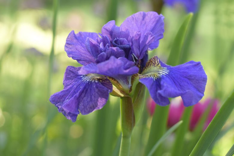 Siberian Iris Concord Crush, Iris Sibirica Concord Crush, Siberian flag Concord Crush, Purple Flowers, Purple Iris, Purple Siberian iris