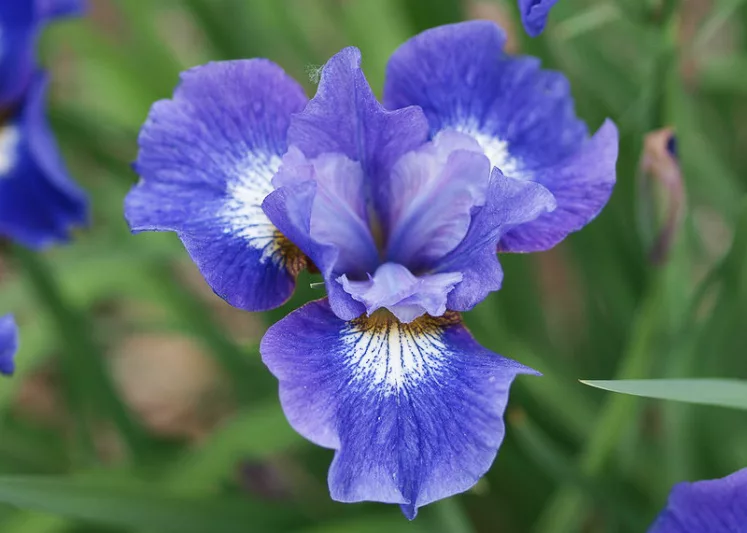 Siberian Iris JCoronation Anthem, Iris Sibirica Coronation Anthem, Siberian flag Coronation Anthem, Blue Flowers, Blue Iris, Blue Siberian iris