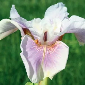 Iris Sibirica 'Fond Kiss' growing information, Siberian Iris 'Fond Kiss', Siberian Flag 'Fond Kiss'', White flowers, Flowers for wet soils, Plants for wet soils