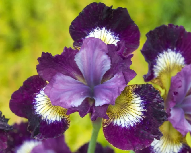 Siberian Iris Jewelled Crown, Iris Sibirica Jewelled Crown, Siberian flag Jewelled Crown, Purple Flowers, Purple Iris, Purple Siberian iris