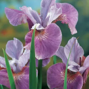 Iris Sibirica 'Lavender Bounty' growing information, Siberian Iris 'Lavender Bounty', Siberian Flag 'Lavender Bounty', purple flowers, Flowers for wet soils, Plants for wet soils