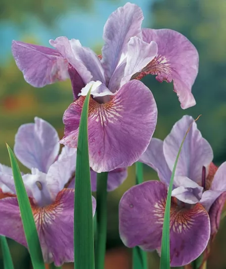 Iris Sibirica 'Lavender Bounty' growing information, Siberian Iris 'Lavender Bounty', Siberian Flag 'Lavender Bounty', purple flowers, Flowers for wet soils, Plants for wet soils