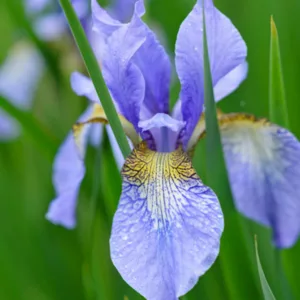 Iris sibirica 'Perry's Blue' growing information, Siberian Iris 'Perry's Blue', Siberian Flag 'Perry's Blue', Blue flowers, Flowers for wet soils, Plants for wet soils