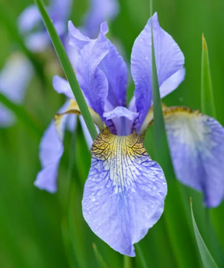 Iris sibirica 'Perry's Blue' growing information, Siberian Iris 'Perry's Blue', Siberian Flag 'Perry's Blue', Blue flowers, Flowers for wet soils, Plants for wet soils