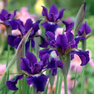 Siberian Iris Ruffled Velvet growing information, Iris Siberica Ruffled Velvet growing information, Siberian flag Ruffled Velvet growing information