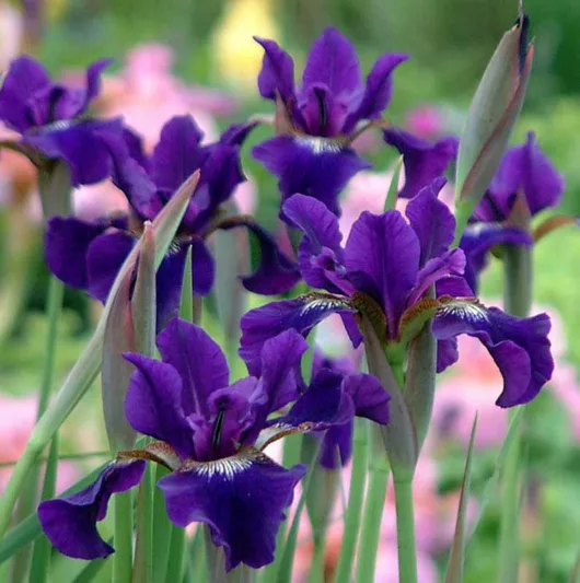 Siberian Iris Ruffled Velvet growing information, Iris Siberica Ruffled Velvet growing information, Siberian flag Ruffled Velvet growing information