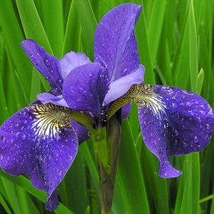 Iris Sibirica 'Shirley Pope' growing information, Siberian Iris 'Shirley Pope', Siberian Flag 'Shirley Pope', blue flowers, Flowers for wet soils, Plants for wet soils