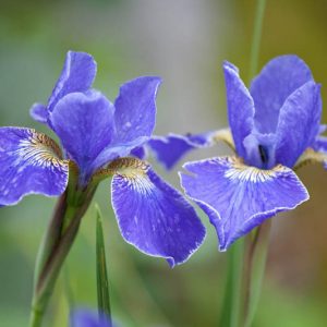Siberian Iris Silver Edge growing information, Iris Siberica Silver Edge growing information, Siberian flag Silver Edge growing information