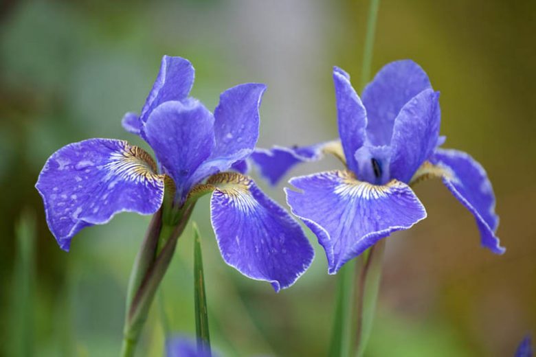 Siberian Iris Silver Edge growing information, Iris Siberica Silver Edge growing information, Siberian flag Silver Edge growing information