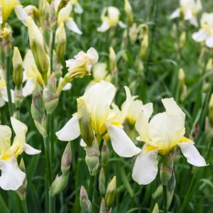 Siberian Iris Snow Queen, Iris Sibirica Snow Queen, Siberian flag Snow Queen, White Flowers, White Iris, White Siberian iris