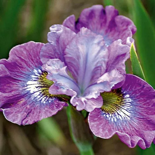 Siberian Iris Strawberry, Iris Siberica Strawberry Fair, Siberian flag Strawberry Fair, Purple flowers, Lavender Flowers, Purple Iris, Lavender Iris