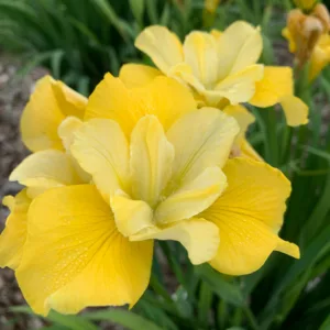 Siberian Iris Sunfisher, Iris Sibirica Sunfisher, Siberian flag Sunfisher, Yellow Flowers, Yellow Iris, Yellow Siberian iris