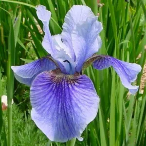 Siberian Iris Super Ego growing information, Iris Siberica Super Ego growing information, Siberian flag Super Ego growing information