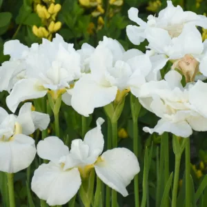 Siberian Iris Swans in Flight, Iris Sibirica Swans in Flight, Siberian flag Swans in Flight, White Flowers, White Iris, White Siberian iris