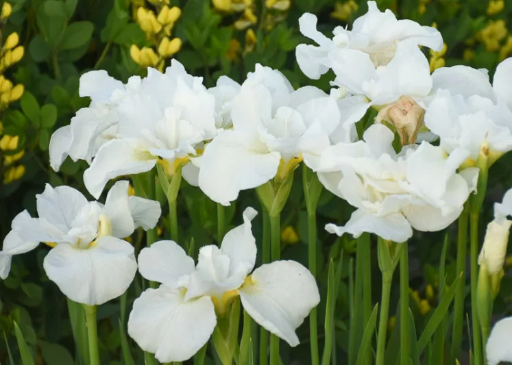 Siberian Iris Swans in Flight, Iris Sibirica Swans in Flight, Siberian flag Swans in Flight, White Flowers, White Iris, White Siberian iris