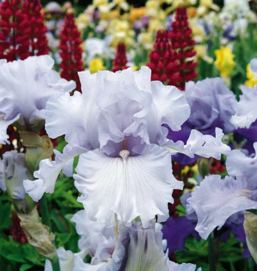 Iris 'Silverado', Tall Bearded Iris 'Silverado', Iris Germanica 'Silverado', Midseason Irises, Award Irises, White Irises, Lavender Irises