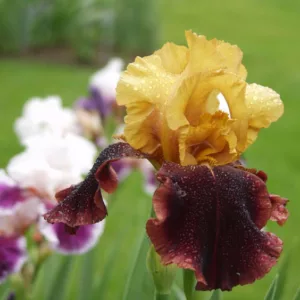 Iris 'Supreme Sultan', Tall Bearded Iris 'Supreme Sultan', Iris Germanica 'Supreme Sultan', Late Midseason Irises, Bicolor irises, Award Irises, Yellow Irises