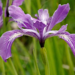 Iris tenax, Toughleaf Iris, Tough-leaf Iris, Oregon Iris, Purple Iris