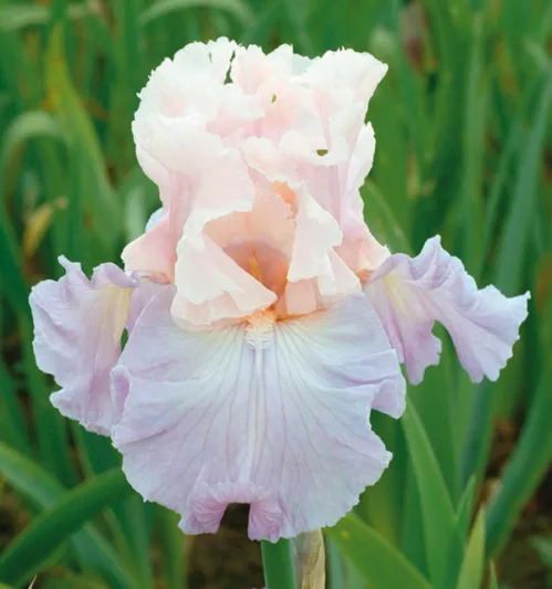 Iris 'Venita Faye', Tall Bearded Iris 'Venita Faye', Iris Germanica 'Venita Faye', Mid Late Season Irises, Pink irises, Award Irises, Bicolor Irises, Lilac Irises, Lavender Irises