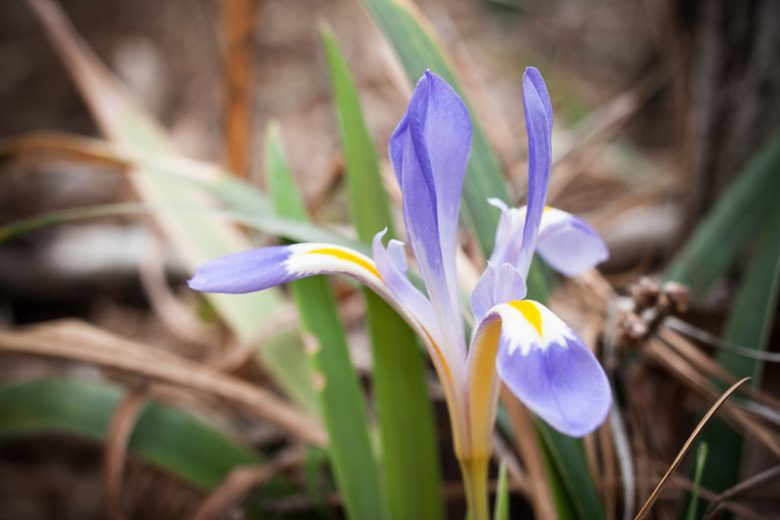 Iris verna, Dwarf Violet Iris, Vernal Iris, Dwarf Iris, North American Dwarf Iris, Spring-Flowering Iris, Early spring Iris,Purple flowers, Purple iris,Blue flowers, Blue iris