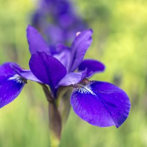 Iris versicolor, Blue Flag, Boston Iris, Liver Lily, North American Blue Flag, Purple Iris, Snake Lily, Wild Iris, Iris for Ponds, Perennial for wet soil, Perennial for poorly drained soils, Purple Flowers