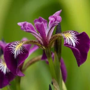 Iris versicolor  'Kermesina', Blue Flag  'Kermesina', Boston Iris  'Kermesina', Wild Iris  'Kermesina', Iris for Ponds, Perennial for wet soil, Perennial for poorly drained soils, Purple Flowers