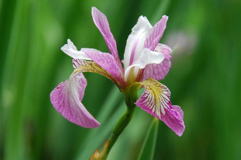 Iris versicolor  'Party Line', Blue Flag  'Party Line', Boston Iris  'Party Line', Wild Iris  'Party Line', Iris for Ponds, Perennial for wet soil, Perennial for poorly drained soils, Purple Flowers