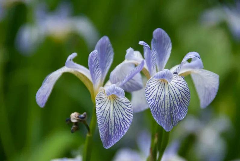 Iris versicolor  'Whodunit', Blue Flag  'Whodunit', Boston Iris  'Whodunit', Wild Iris  'Whodunit', Iris for Ponds, Perennial for wet soil, Perennial for poorly drained soils, Blue Flowers