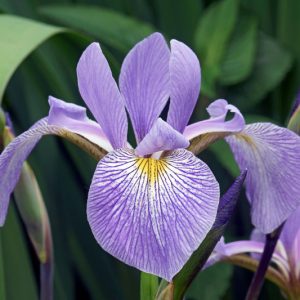 Iris virginica, Virginia Iris, Great Blue Flag, Southern Blue Flag, Iris for Ponds, Perennial for wet soil, Perennial for poorly drained soils, Purple Flowers