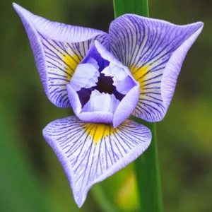 Iris virginica var. shrevei, Shreve's Iris, Virginia Iris, Southern Blue Flag, Blue Flag, Iris virginica 'Shrevii', Iris shrevei, Iris versicolor var. blandescens, Iris versicolor var. shrevei, Iris for Ponds, Perennial for wet soil, Perennial for poorly drained soils, Purple Flowers