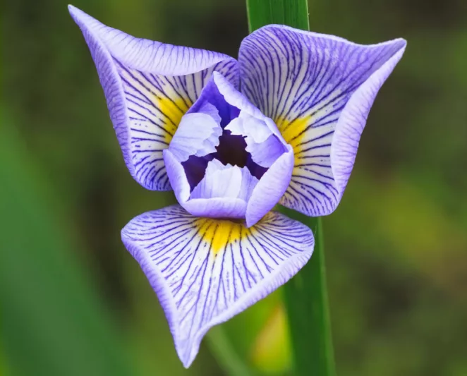 Iris virginica var. shrevei, Shreve's Iris, Virginia Iris, Southern Blue Flag, Blue Flag, Iris virginica 'Shrevii', Iris shrevei, Iris versicolor var. blandescens, Iris versicolor var. shrevei, Iris for Ponds, Perennial for wet soil, Perennial for poorly drained soils, Purple Flowers