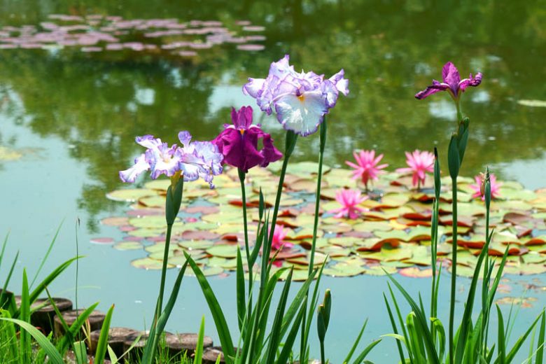 Water Iris, Iris ensata, Japanese Iris, Iris sibirica, Siberian Iris, Louisiana Iris, Iris laevigata, Iris fulva, Iris pseudoacorus, Iris versicolor, Blue Flag Iris, Iris Virginica, Iris brevicaulis