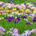 Bearded Iris, Dwarf Iris, Dutch Iris, Crested Iris, Japanese Iris, Louisiana Iris, Pacific Coast Iris, Siberian Iris, Spuria Iris