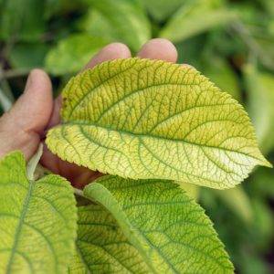 Iron Deficiency, Identify Iron Deficiency, Iron Deficiency Symptoms, Prevent Iron Deficiency, Treat Iron Deficiency