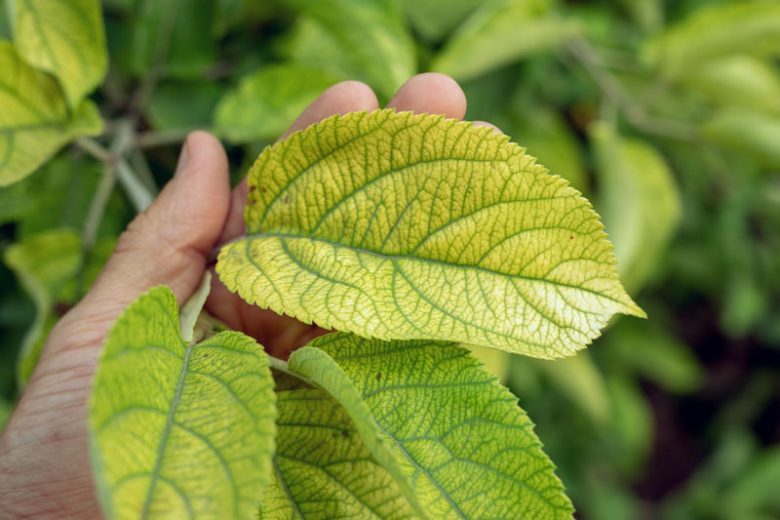 Iron Deficiency, Identify Iron Deficiency, Iron Deficiency Symptoms, Prevent Iron Deficiency, Treat Iron Deficiency
