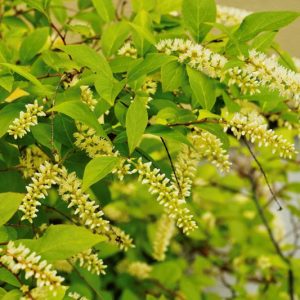 Itea virginica 'Henry's Garnet', Virginia Sweetspire 'Henry's Garnet', Tassel-white 'Henry's Garnet', Virginia Willow 'Henry's Garnet', White Flowers