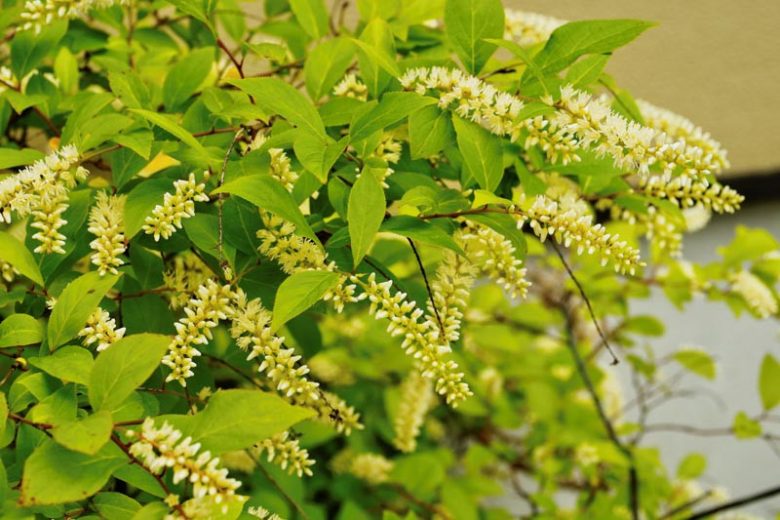Itea virginica 'Henry's Garnet', Virginia Sweetspire 'Henry's Garnet', Tassel-white 'Henry's Garnet', Virginia Willow 'Henry's Garnet', White Flowers