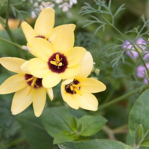 Ixia 'Yellow Emperor', Corn Lily 'Yellow Emperor', African Corn Lily 'Yellow Emperor', Wand flower 'Yellow Emperor', Yellow flowers,