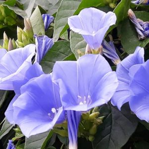 Jacquemontia pentanthos, Skyblue Clustervine, Key West Morning-Glory , Pineland Clustervine, Jacquemontia canescens, Native Florida Vine, Blue Flowers, Florida Native Plants, Florida Native Vines