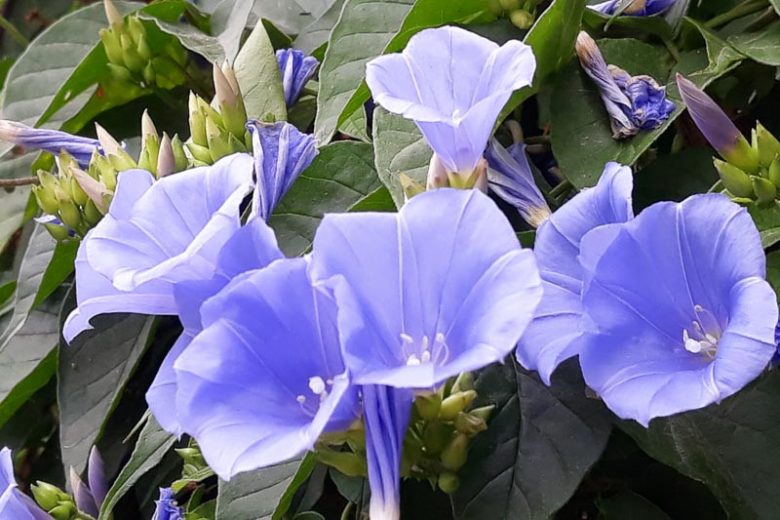 Jacquemontia pentanthos, Skyblue Clustervine, Key West Morning-Glory , Pineland Clustervine, Jacquemontia canescens, Native Florida Vine, Blue Flowers, Florida Native Plants, Florida Native Vines