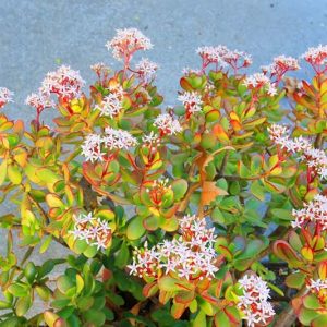 Jade Plant, Jade Plant Care, Jade Plants, Crassula ovata, Crassula arborescens, Crassula, Indoor Plants, Houseplants